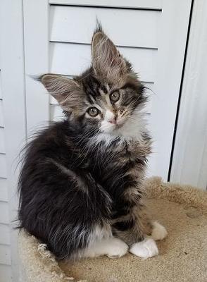 Looking to Buy a Maine Coon Kitten from a Trusted Cattery in Mumbai?​
